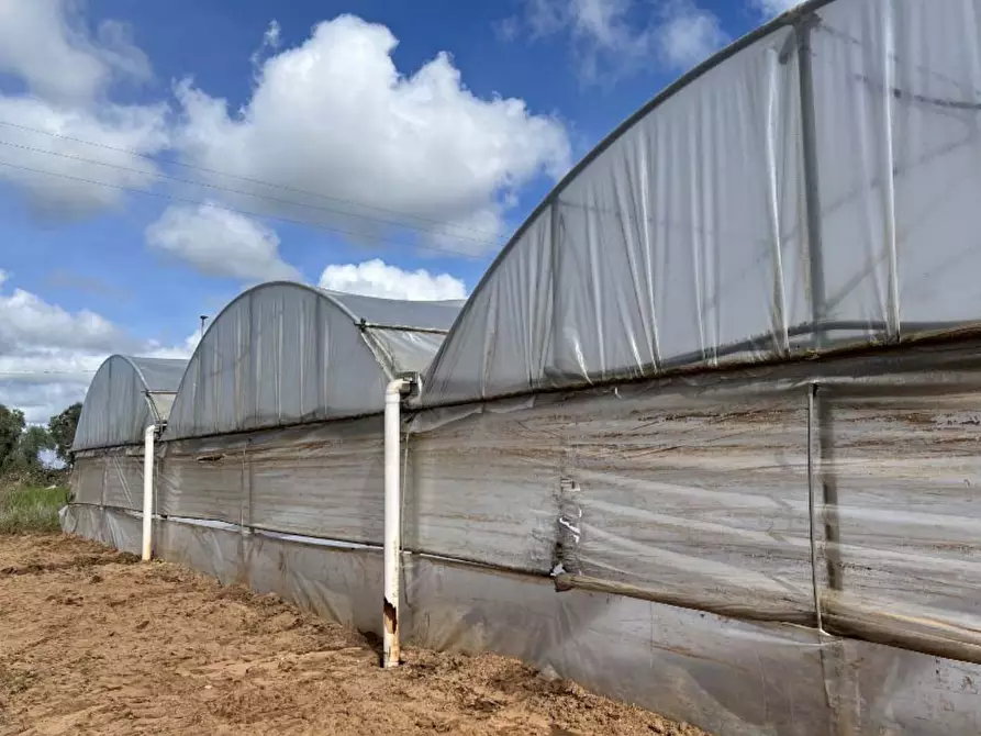 Immagine 10 di Terreno agricolo in vendita  in Via di Cavallo Morto a Anzio