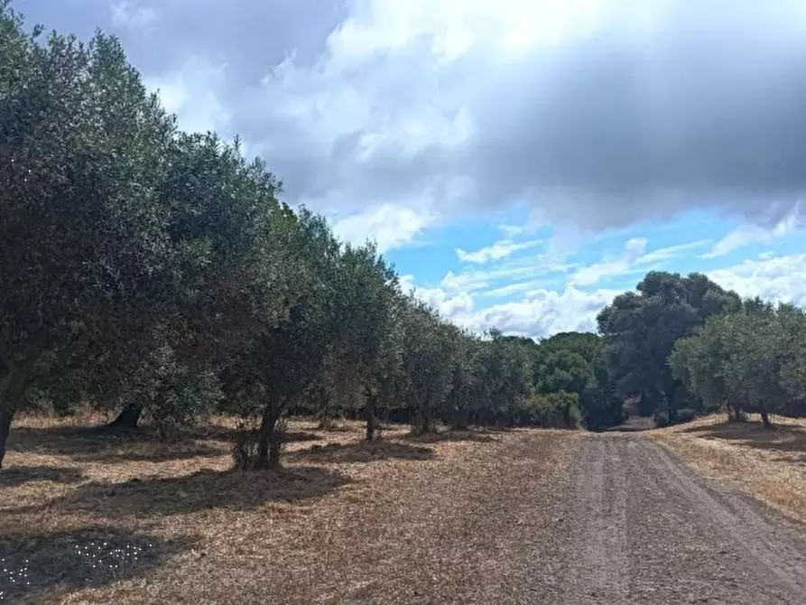 Immagine 4 di Terreno agricolo in vendita  in Loc. Cogotti a Paulilatino