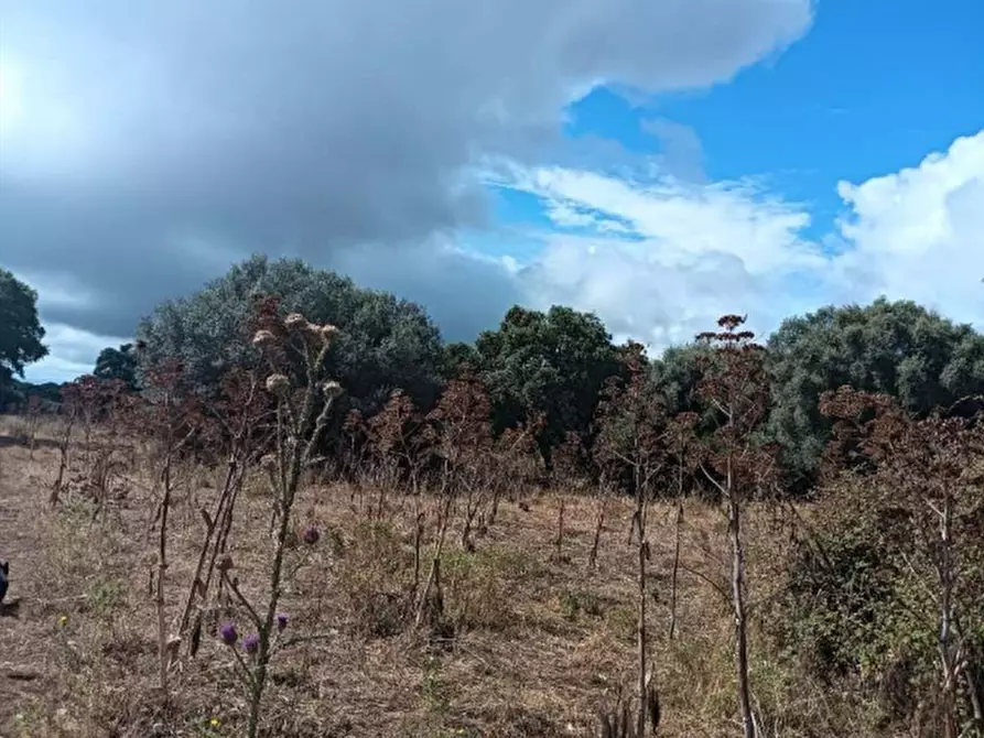 Immagine 5 di Terreno agricolo in vendita  in Loc. Cogotti a Paulilatino