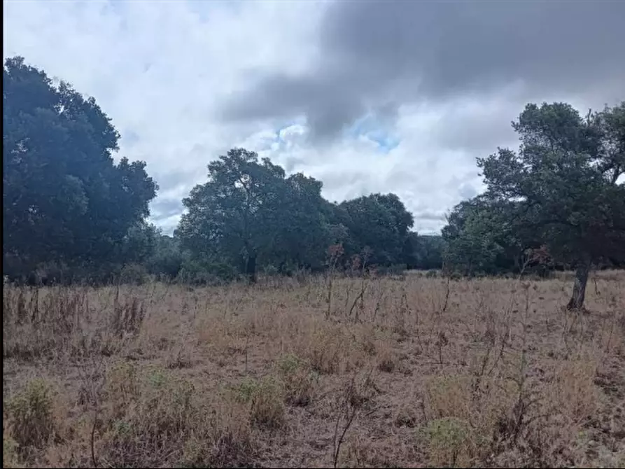Immagine 6 di Terreno agricolo in vendita  in Loc. Cogotti a Paulilatino