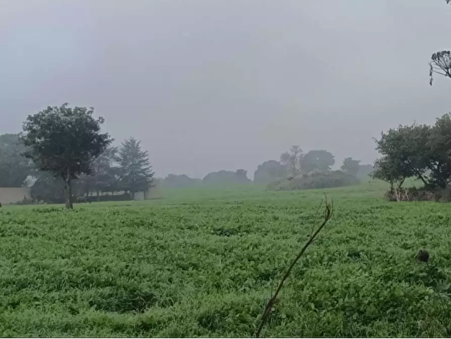 Immagine 8 di Terreno agricolo in vendita  in Loc. Cogotti a Paulilatino