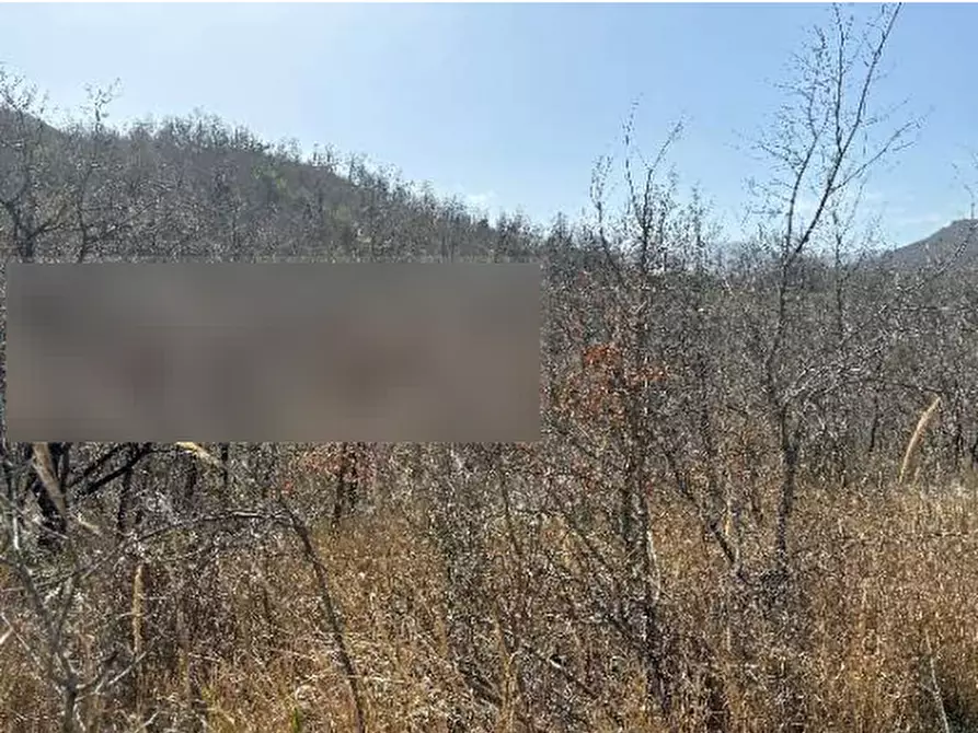 Immagine 3 di Terreno agricolo in vendita  in Civitanova del Sannio a Civitanova Del Sannio