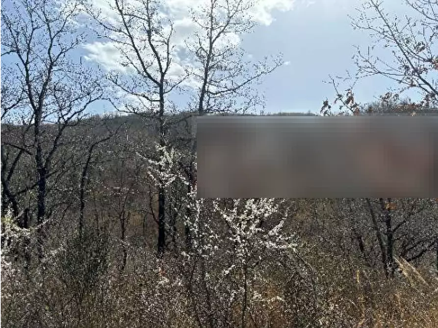 Immagine 6 di Terreno agricolo in vendita  in Civitanova del Sannio a Civitanova Del Sannio