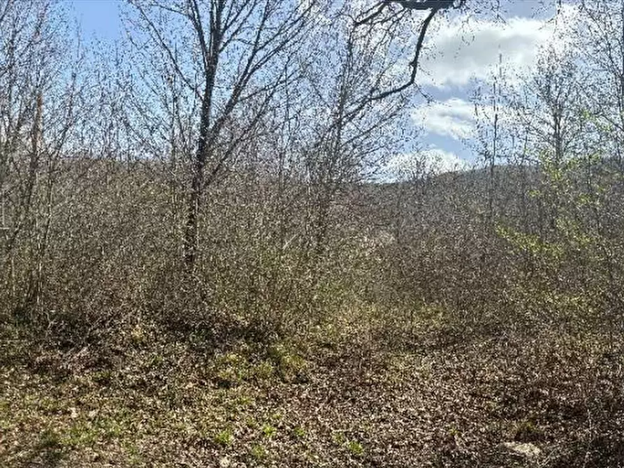 Immagine 4 di Terreno agricolo in vendita  in Bagnoli del Trigno a Bagnoli Del Trigno