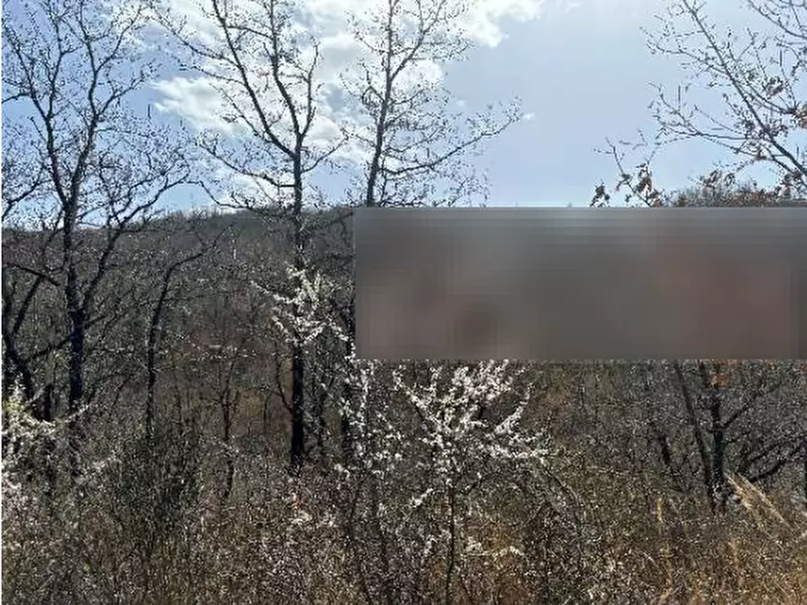 Immagine 6 di Terreno agricolo in vendita  in Bagnoli del Trigno a Bagnoli Del Trigno