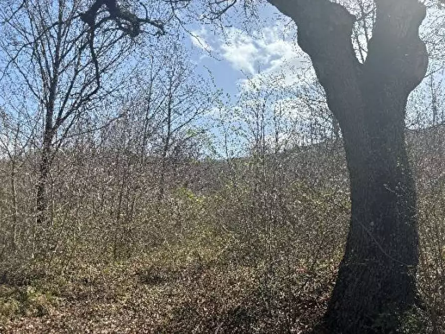 Immagine 5 di Terreno agricolo in vendita  in Bagnoli del Trigno a Bagnoli Del Trigno