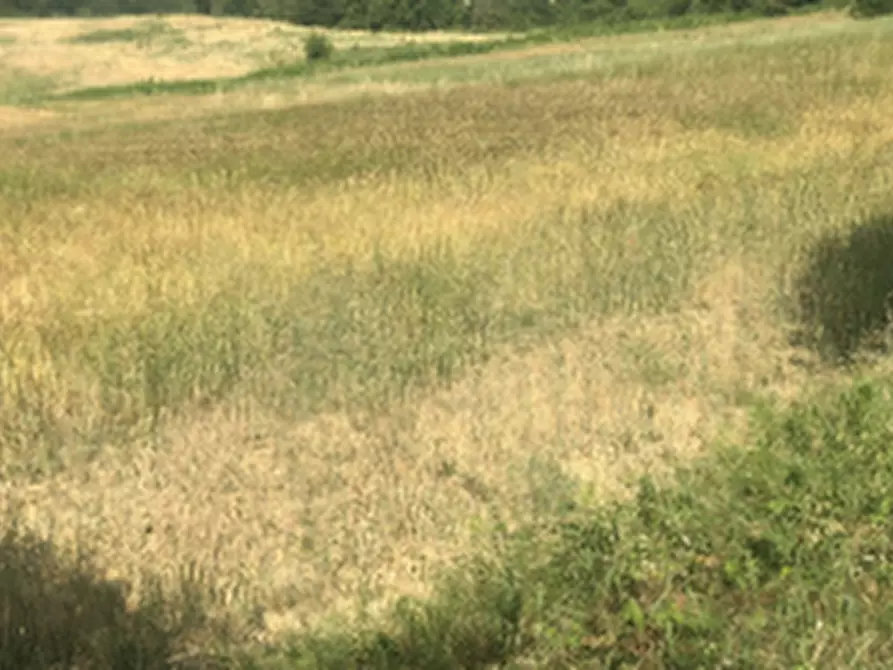 Immagine 2 di Terreno agricolo in vendita  in Strada comunale di Gabbiano a Noceto