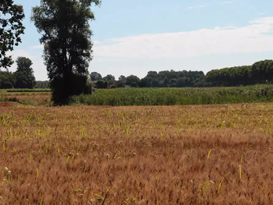 Immagine 1 di Terreno agricolo in vendita  in località Cava Manara e Travacò Siccomario a Cava Manara