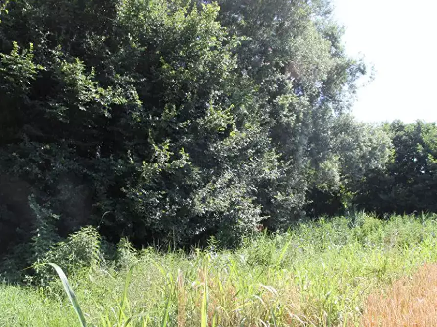 Immagine 2 di Terreno agricolo in vendita  in località Cava Manara e Travacò Siccomario a Cava Manara