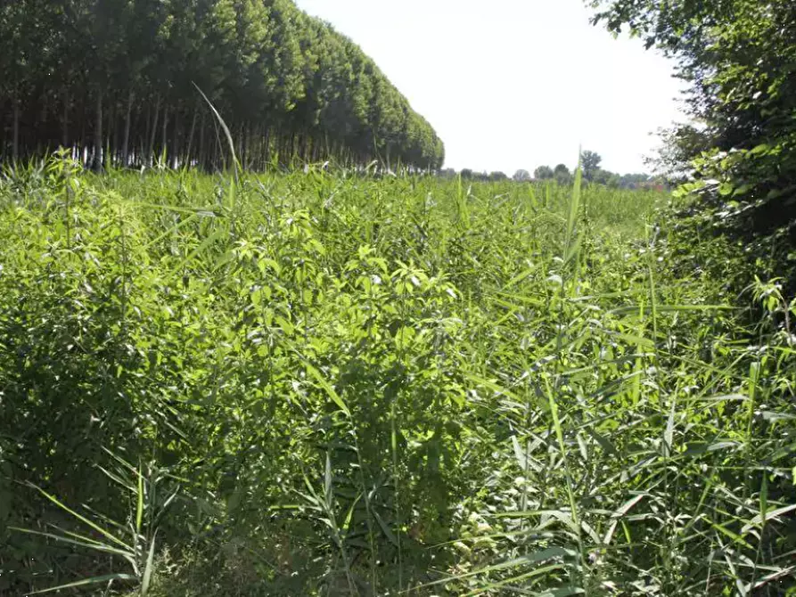 Immagine 4 di Terreno agricolo in vendita  in località Cava Manara e Travacò Siccomario a Cava Manara