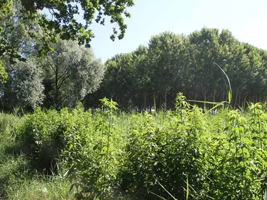Immagine 6 di Terreno agricolo in vendita  in località Cava Manara e Travacò Siccomario a Cava Manara