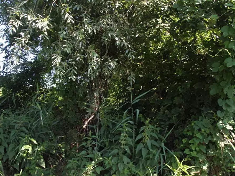 Immagine 8 di Terreno agricolo in vendita  in località Cava Manara e Travacò Siccomario a Cava Manara