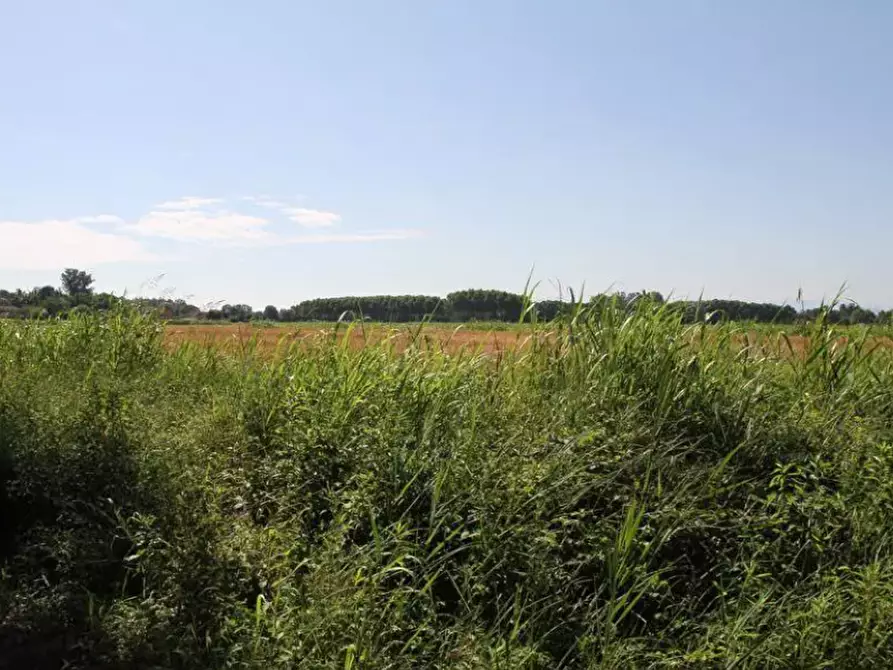Immagine 9 di Terreno agricolo in vendita  in località Cava Manara e Travacò Siccomario a Cava Manara