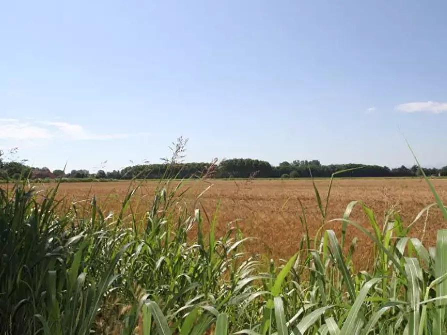 Immagine 10 di Terreno agricolo in vendita  in località Cava Manara e Travacò Siccomario a Cava Manara