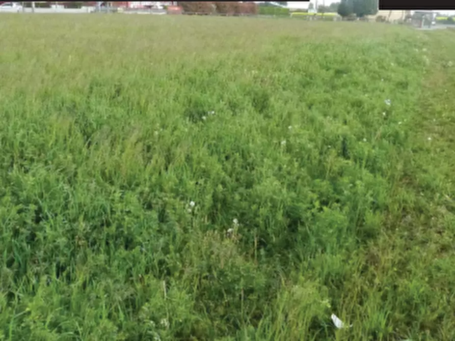 Immagine 7 di Terreno agricolo in vendita  in Via Monte Grappa a Istrana