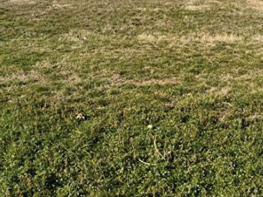 Immagine 1 di Terreno agricolo in vendita  in Via Monte Grappa a Istrana
