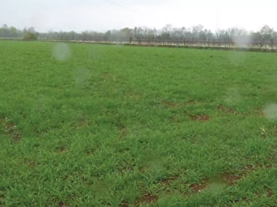 Immagine 3 di Terreno agricolo in vendita  in Via Giovanni Gasparini a Paese