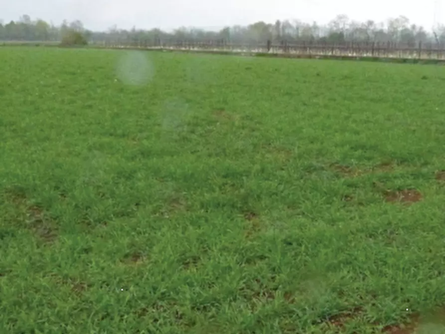 Immagine 5 di Terreno agricolo in vendita  in Via Giovanni Gasparini a Paese