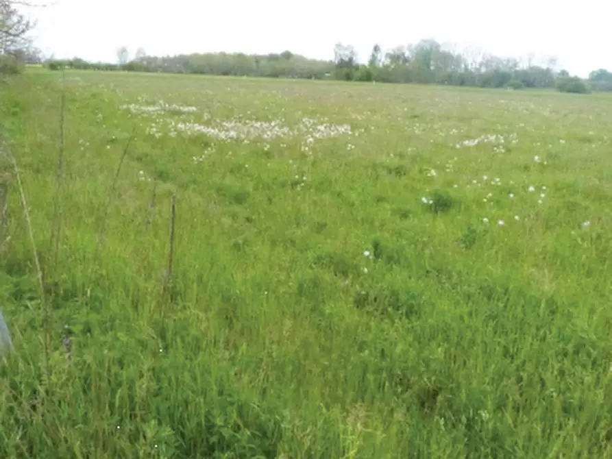 Immagine 2 di Terreno agricolo in vendita  in Via Monsignor Farina a Paese