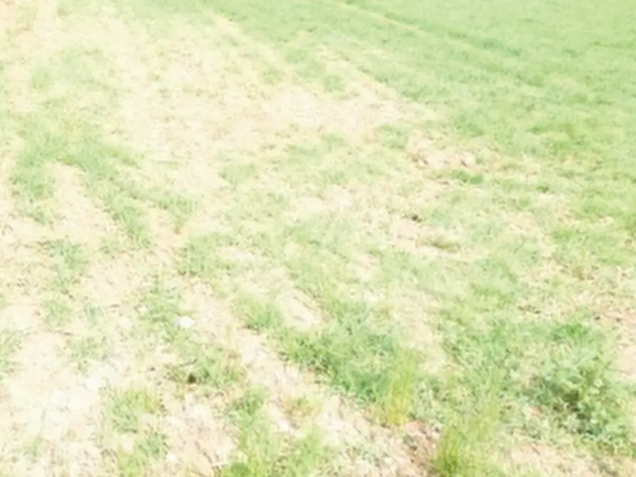 Immagine 5 di Terreno agricolo in vendita  in Via Cal Morgana a Paese