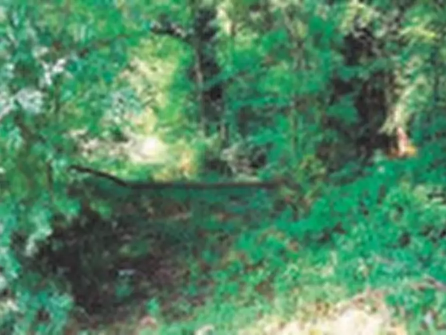 Immagine 2 di Terreno agricolo in vendita  in Località Gambugliano  a Gambugliano