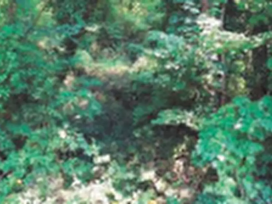 Immagine 1 di Terreno agricolo in vendita  in Località Gambugliano  a Gambugliano
