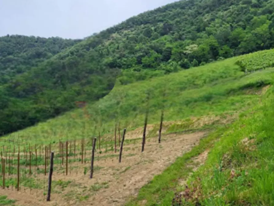 Immagine 3 di Terreno agricolo in vendita  in Via Regazzoni Bassa a Montegrotto Terme