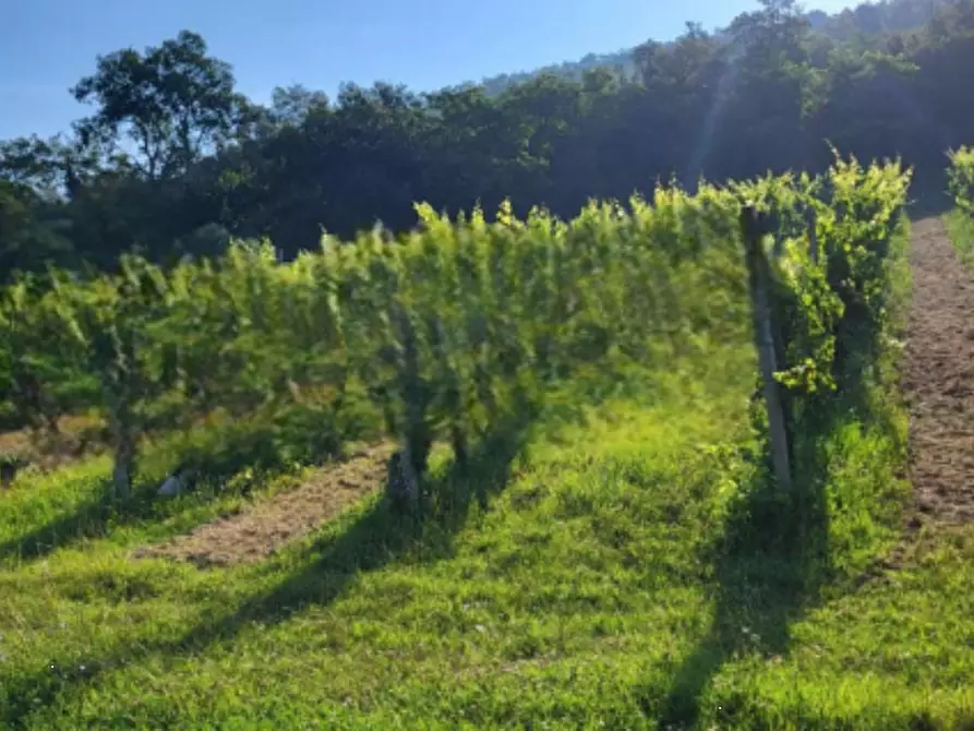 Immagine 1 di Terreno agricolo in vendita  in Via Regazzoni Bassa a Montegrotto Terme