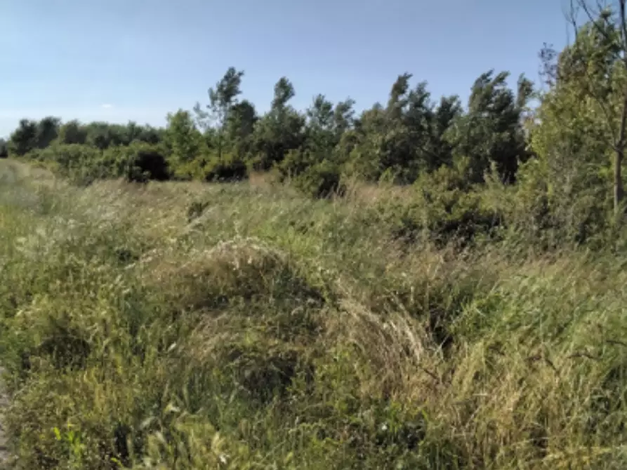 Immagine 1 di Terreno edificabile in vendita  in Via Panini a Cadelbosco Di Sopra