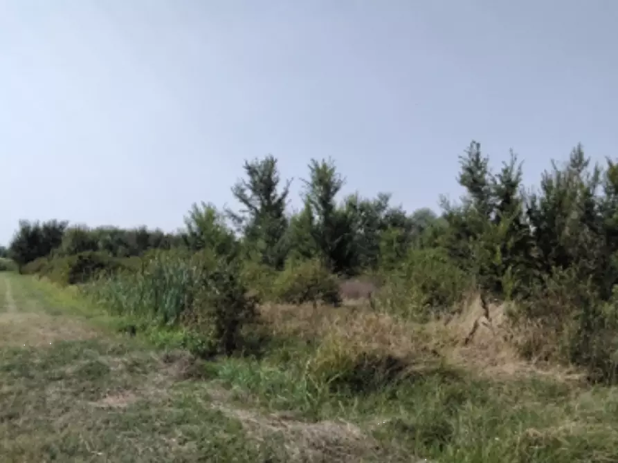 Immagine 5 di Terreno edificabile in vendita  in Via Panini a Cadelbosco Di Sopra