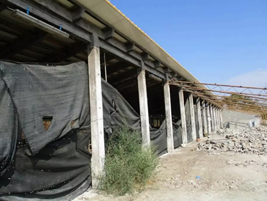 Immagine 3 di Azienda agricola in vendita  in Cascina Aurora  a Pieve Del Cairo