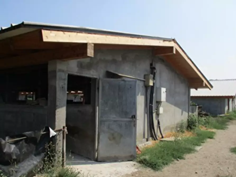 Immagine 4 di Azienda agricola in vendita  in Cascina Aurora  a Pieve Del Cairo