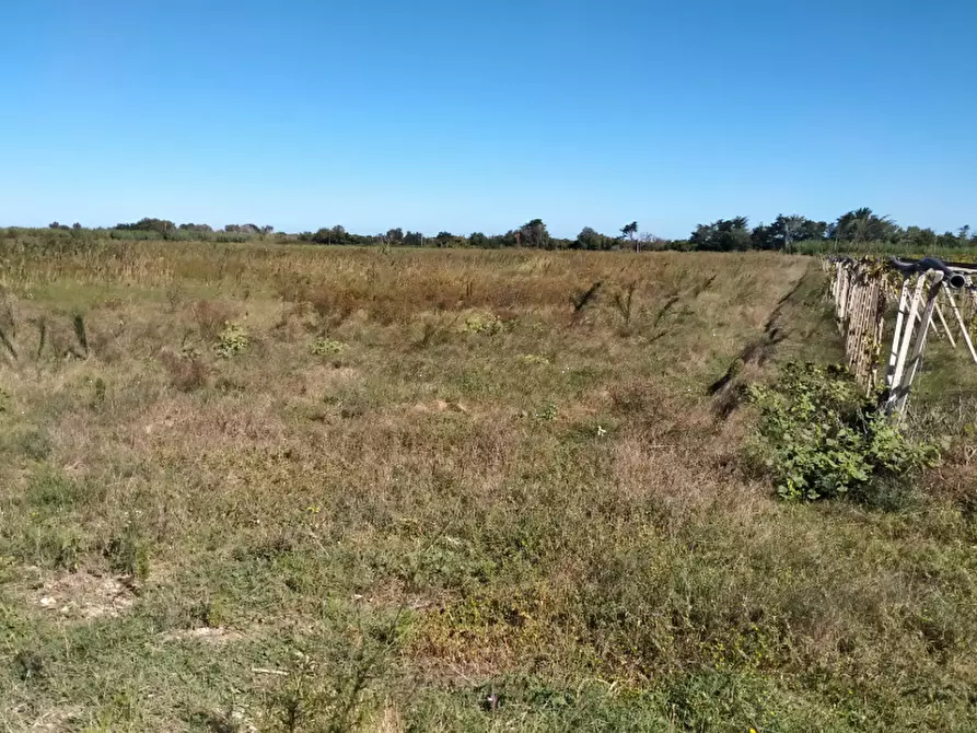 Immagine 2 di Terreno agricolo in vendita  in Contrada Ramitelli a Campomarino