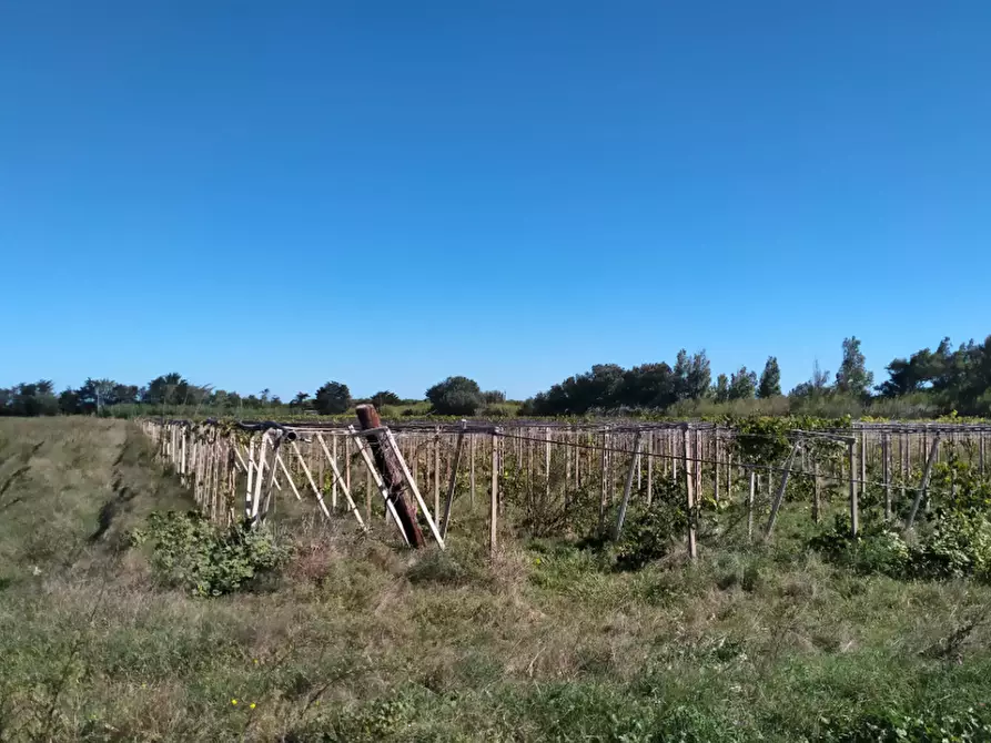 Immagine 4 di Terreno agricolo in vendita  in Contrada Ramitelli a Campomarino