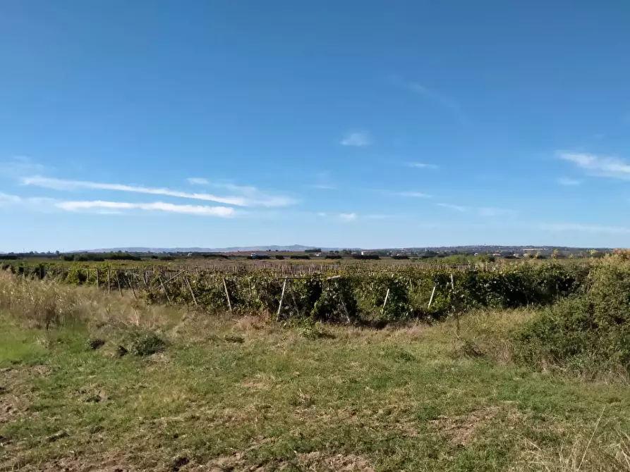 Immagine 5 di Terreno agricolo in vendita  in Contrada Ramitelli a Campomarino
