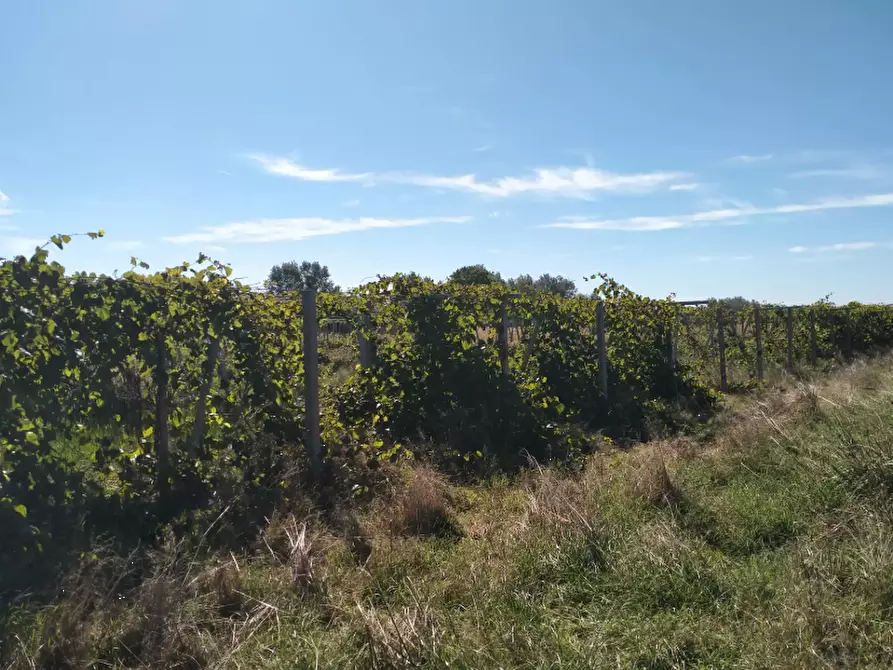 Immagine 6 di Terreno agricolo in vendita  in Contrada Ramitelli a Campomarino