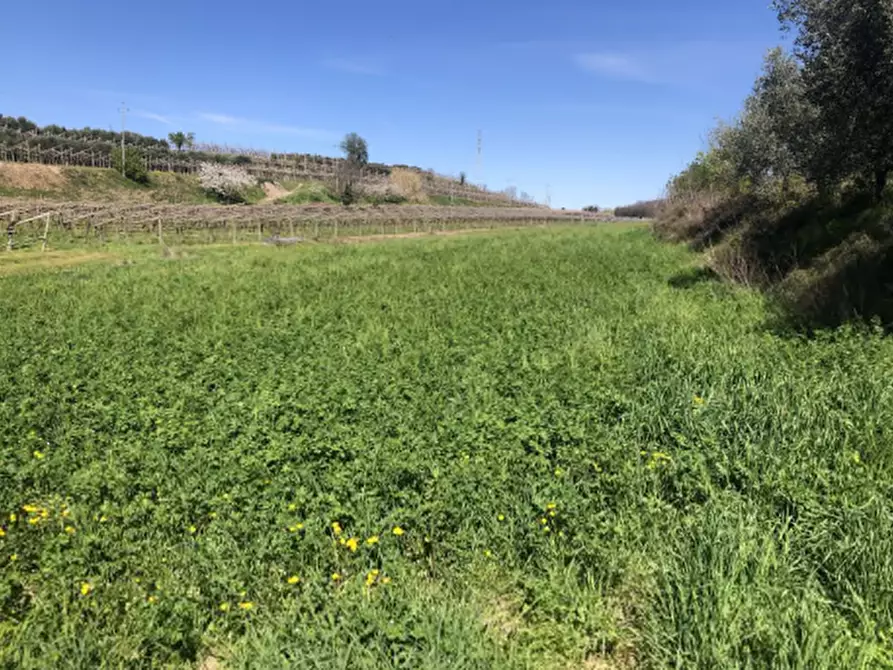 Immagine 1 di Terreno agricolo in vendita  in Via Barbarago a Sona