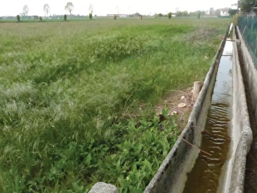 Immagine 5 di Terreno agricolo in vendita  in Via Monte Grappa a Istrana