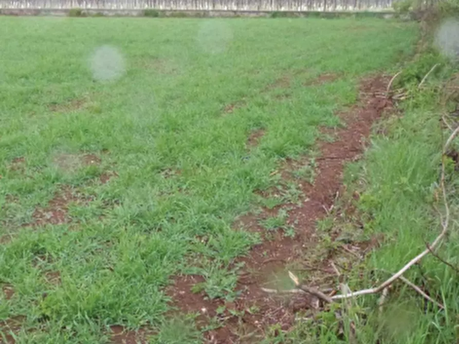 Immagine 4 di Terreno agricolo in vendita  in Via Giovanni Gasparini a Paese