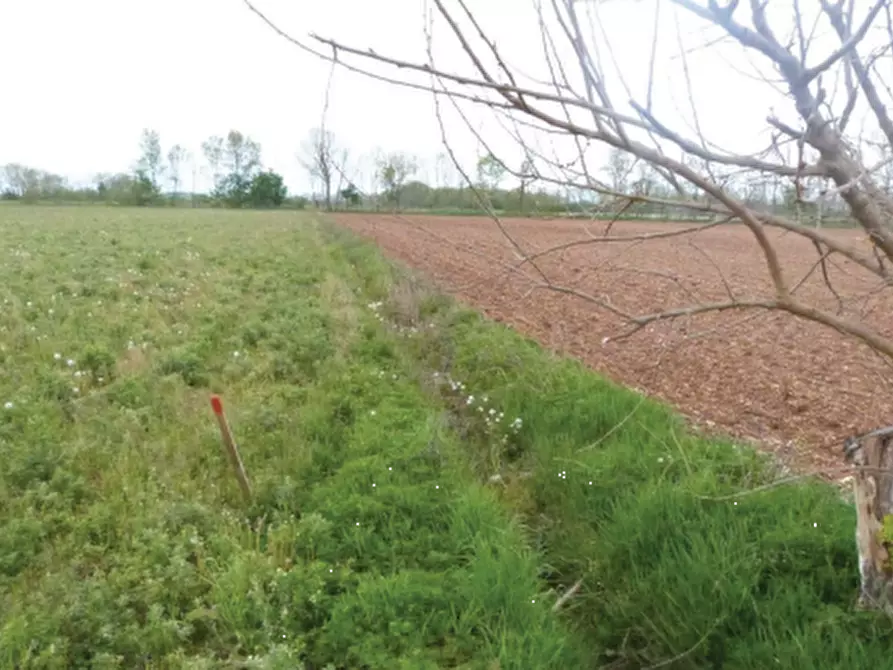 Immagine 8 di Terreno agricolo in vendita  in Via Monsignor Farina a Paese