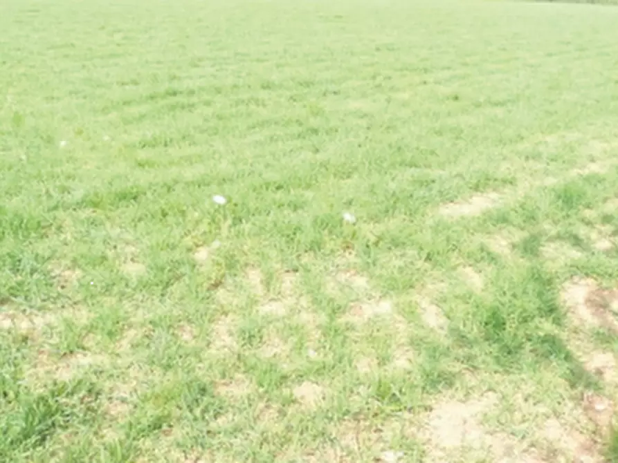 Immagine 4 di Terreno agricolo in vendita  in Via Cal Morgana a Paese