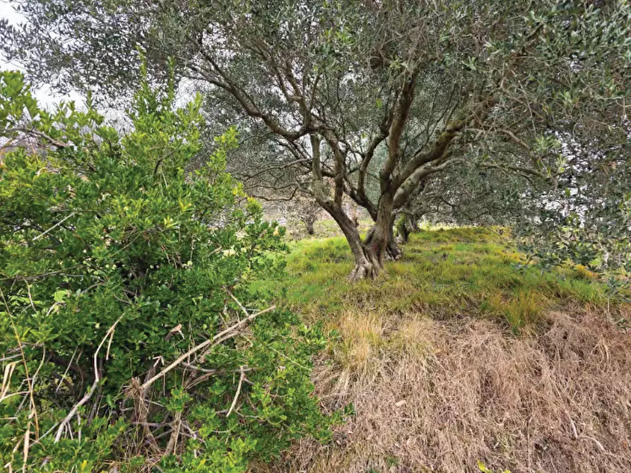 Immagine 17 di Terreno agricolo in vendita  in Via San Mor a Vittorio Veneto