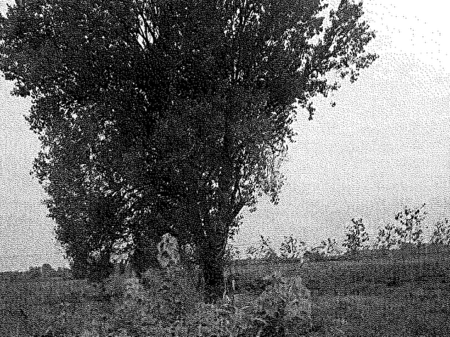 Immagine 1 di Terreno agricolo in vendita  in località Travacò Siccomario a Travacò Siccomario