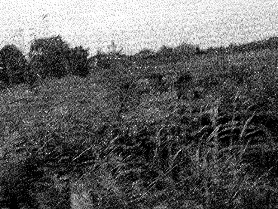 Immagine 1 di Terreno agricolo in vendita  in località Travacò Siccomario a Travacò Siccomario