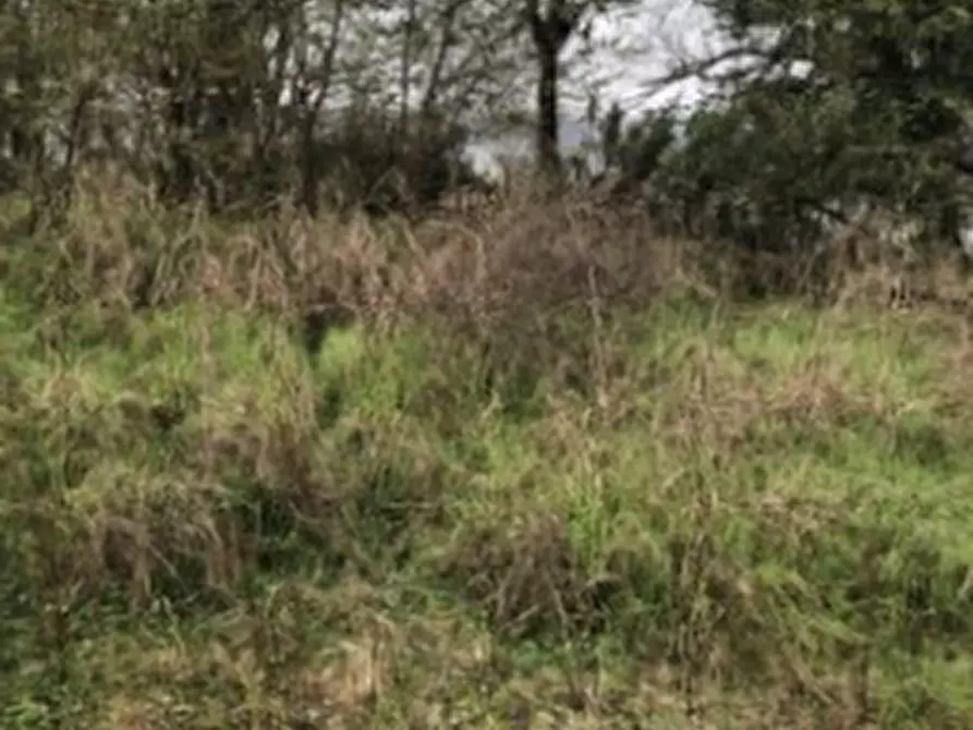 Immagine 10 di Terreno agricolo in vendita  in Località Arena Po a Arena Po