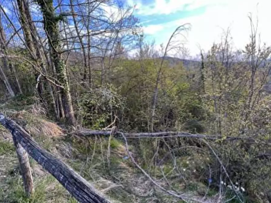 Immagine 6 di Terreno agricolo in vendita  in Località La Pilla a Monzuno