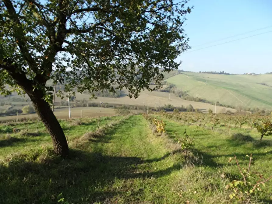 Immagine 4 di Terreno agricolo in vendita  in via Ponticelli Pieve a Imola