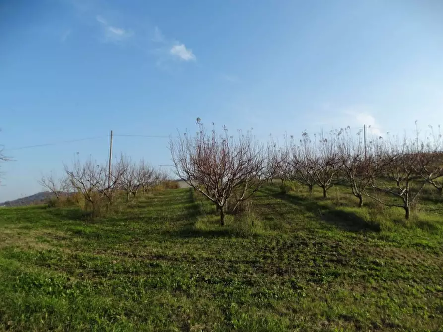 Immagine 5 di Terreno agricolo in vendita  in via Ponticelli Pieve a Imola