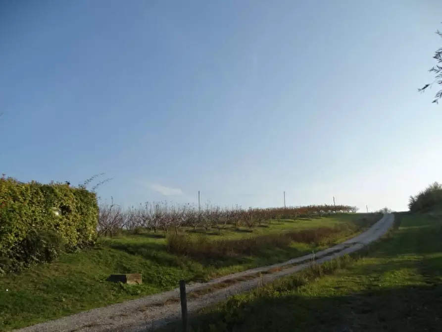 Immagine 7 di Terreno agricolo in vendita  in via Ponticelli Pieve a Imola