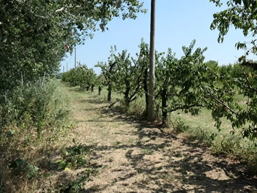 Immagine 3 di Azienda agricola in vendita  in Via Sarasina  a San Giovanni In Persiceto